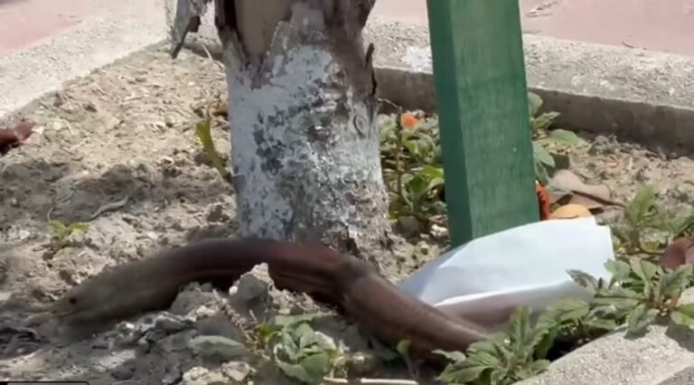 E FRIKSHME NË MES TË DITËS! Zvarritësi gjigant në vend del nga lumi dhe futet në qytet! (video))